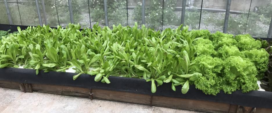 歷史計畫中的種植床與多種生菜