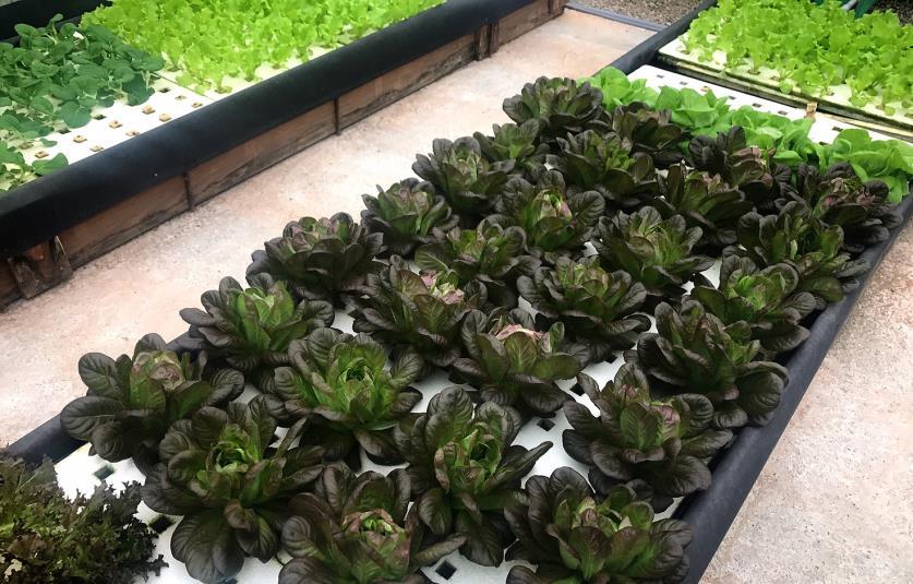 歷史計畫中的不同生菜品種